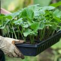 How to properly plant and care for cucumbers in a greenhouse