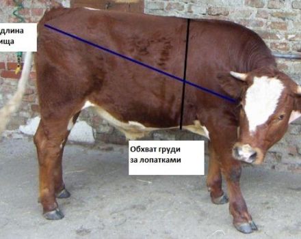 Wie viel wiegt ein Kalb im Durchschnitt und wie hoch ist die Gewichtszunahme in Monaten nach der Geburt?