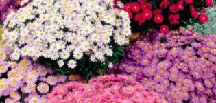 „Novobelgiskaya aster“ veislės aprašymas, sodinimo ir priežiūros ypatybės