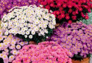 وصف تنوع Novobelgiskaya aster وميزات الزراعة والرعاية
