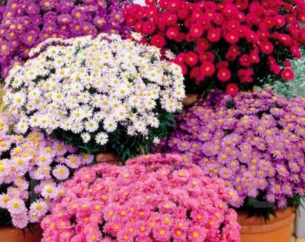 وصف تنوع Novobelgiskaya aster وميزات الزراعة والرعاية