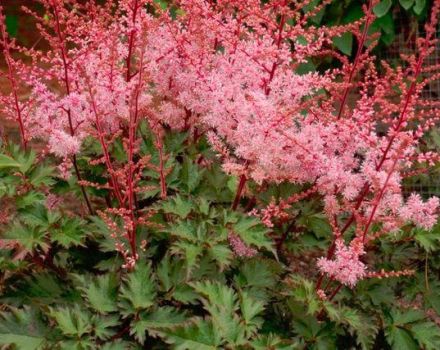 Descrição e características da variedade Delft Lace astilbe, plantio e cuidado