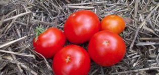 Опис ране сорте парадајза Скороспелка и његове карактеристике