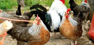 Descriptions of the 15 best meat breeds of chickens for breeding at home