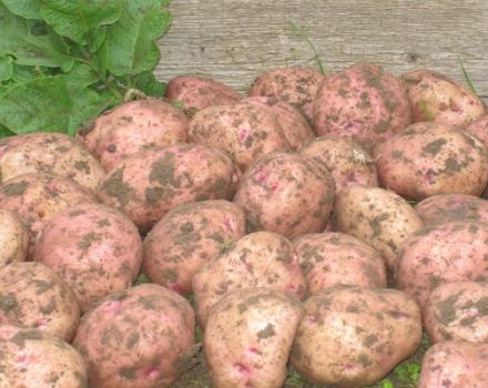 Description of the Ilyinsky potato variety, its characteristics and yield