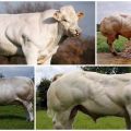 Description and characteristics of cows of the Belgian blue breed, their content