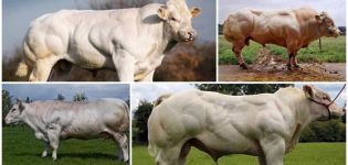 Beschreibung und Eigenschaften der Kühe der belgischen blauen Rasse, deren Inhalt