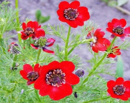 Regler for plantning og pleje af sommeradonis, blomster og sorter