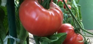 Características e descrição da variedade de tomate Milagre do jardim