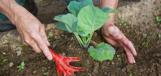 How and when to properly huddle cabbage after planting in the ground