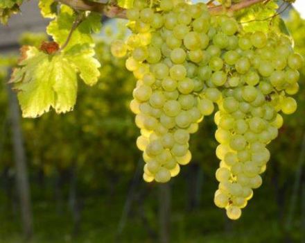 Description and history of selection of Sauvignon grapes, planting methods and rules of care
