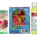 Упутство за употребу фунгицида Строби за третирање грожђа и период чекања