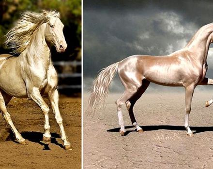 Đặc điểm của ngựa Akhal-Teke và quy tắc bảo dưỡng, giá bao nhiêu