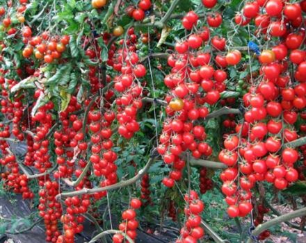Características e descrição da variedade de tomate cereja doce, rendimento e cultivo