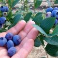 Beschreibung der Sorte der hohen Blaubeeren Chandler, Pflanz- und Pflegeregeln