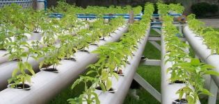 Cultivo de tomates en hidroponía, eligiendo una solución y las mejores variedades.