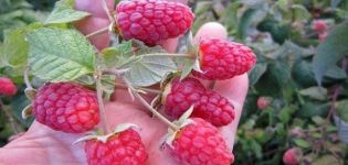 Richtige Pflege der Himbeeren im Juli und August nach der Ernte