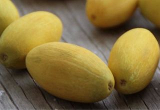 Description of the torpedo melon variety, the benefits and harm to humans, how to choose a ripe one