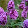 Anbau, Anbau und Pflege von Buddleya auf freiem Feld, Beschreibung der Sorten