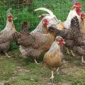 Mô tả và đặc điểm của giống gà Legbar, quy tắc chăn nuôi và chăm sóc