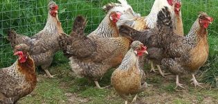 Descrizione e caratteristiche della razza di pollo Legbar, regole di allevamento e cura