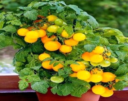 Beschreibung der Meisen-Tomatensorte, Empfehlungen für den Anbau