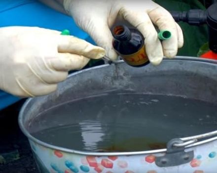 Top Dressing, Verarbeitung und Besprühen von Gurken mit Brillantgrün und Jod