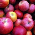 „Macintosh“ obuolių aprašymas ir savybės, sodinimo ir priežiūros ypatybės