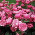 Features and popular varieties of musk roses, subtleties of planting and care