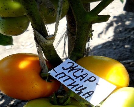Description of the tomato variety Firebird, cultivation features and yield