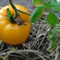 Beskrivelse af tomatsorten Golden Bull og dens egenskaber