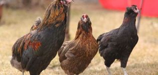 Beskrivelse og karakteristika for racen af ​​kyllinger Araucana, avlsegenskaber