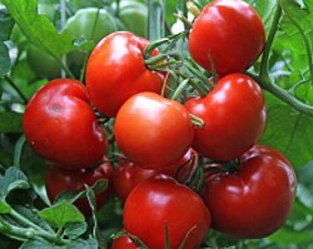 Description of the tomato variety Vostok, features of cultivation and care