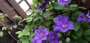 Descrição das variedades de clematis Ashva, regras de plantio e cuidados