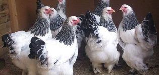 Карактеристике и опис пилића Брахма пасмине, производња и одржавање јаја