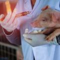 Популарни препарати са гвожђем за прасади и упутства за употребу
