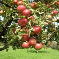 Descrição e aparência das macieiras Berkutovskoe, cultivo e cuidado