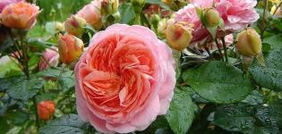 Description of the Chippendale rose variety, planting and care, disease control