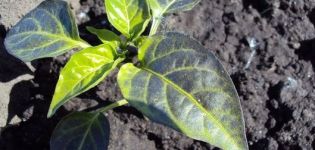 Phải làm gì nếu cây tiêu có lá màu tím trong nhà kính hoặc cánh đồng trống