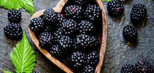 Описание и характеристики на сортове къпини вечнозелени, размножаване, засаждане и грижи
