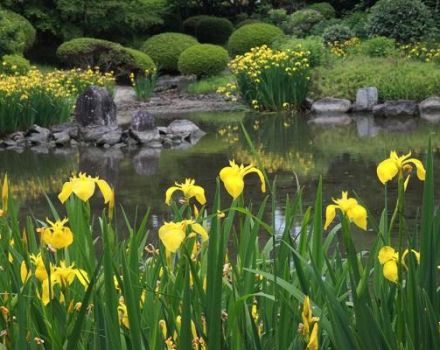 Beskrivning av marsh iris, plantering, odling och vård i det öppna fältet