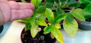 Por qué las hojas de mandarina se vuelven amarillas, causas de la enfermedad y que hacer