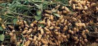 Planting, growing and caring for peanuts in the garden and in a pot at home