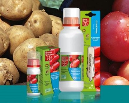 Anweisungen zur Verwendung des Fungizids Consento und seiner Funktionsweise