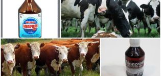 Instructions for the use of lactic acid for cattle, dosage and storage
