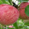 Characteristics and description of the variety of apple trees Cinnamon striped, history and features of cultivation