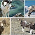 Beschreibung der Altai-Bergschafe und detaillierte Informationen über die Art, Zucht