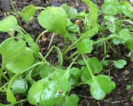 Farmàcia cultivant en camp obert a partir de llavors i plàntules, sembra i cura al país