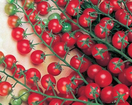 Características e descrição da variedade de tomate Krasnaya Grazd, seu rendimento
