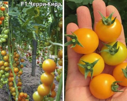 Описание на сорта чери домати Кира и техните характеристики